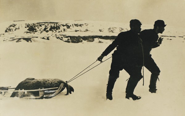 Returning from seal hunting, Novaya Zemlya, 1913 / Photo from personal archive