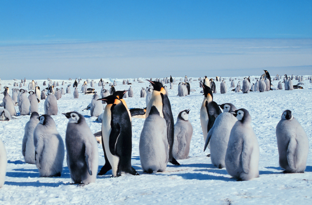 Императорские пингвины в Антарктиде. Фото: Image ID: corp2417, NOAA Corps CollectionPhotographer: Giuseppe ZibordiCredit: Michael Van Woert, NOAA NESDIS, ORA / ru.ruwiki.ru (Общественное достояние)###https://ru.ruwiki.ru/wiki/Антарктида#/media/Файл:Kaiserpinguine_mit_Jungen.jpg