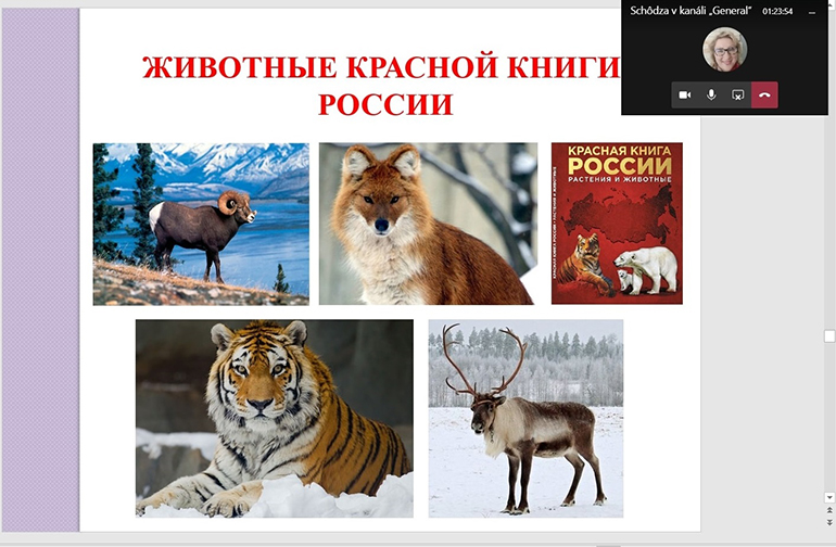 Животные Красной Книги России Список С Фото