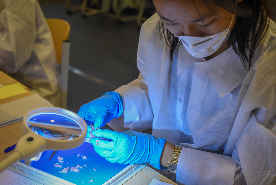 Фото: International Biology Olympiad###https://www.ibo-info.org/en/