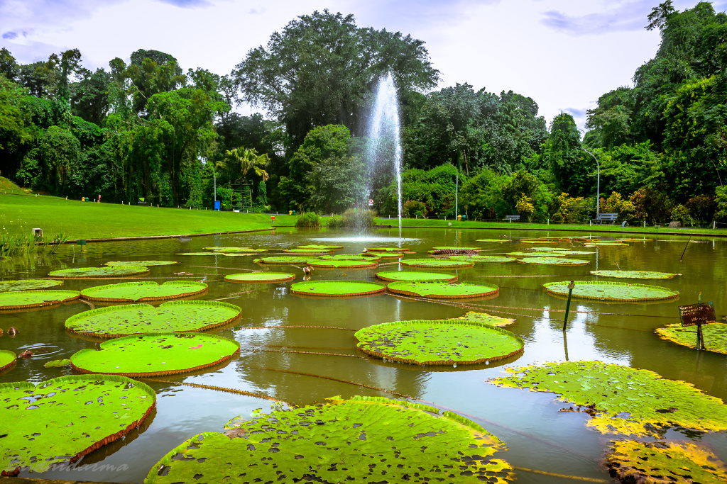 Пруд с лилиями в Богорском ботаническом саду. Фото: wikipedia.org###https://en.wikipedia.org/wiki/Bogor_Botanical_Gardens