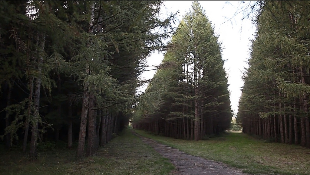 Парк возле с. Листвянка, Кузбасс, стоп-кадр