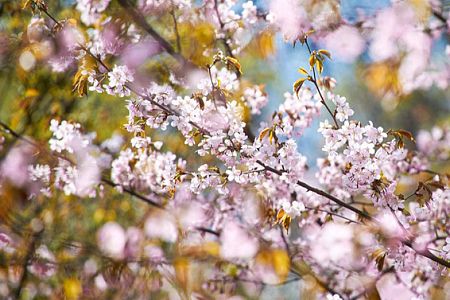 Стартовала международная акция «Сад памяти»